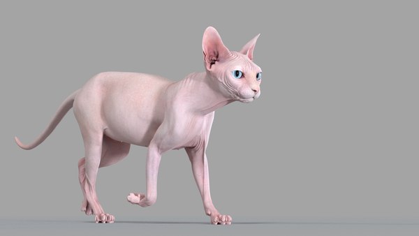 3D Sphynx Cat 2019 Pink Animated model - TurboSquid 1716390