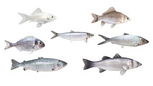 Fish Collection