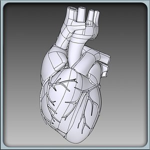 igs human heart 3d model