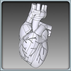 Human Heart Solidworks