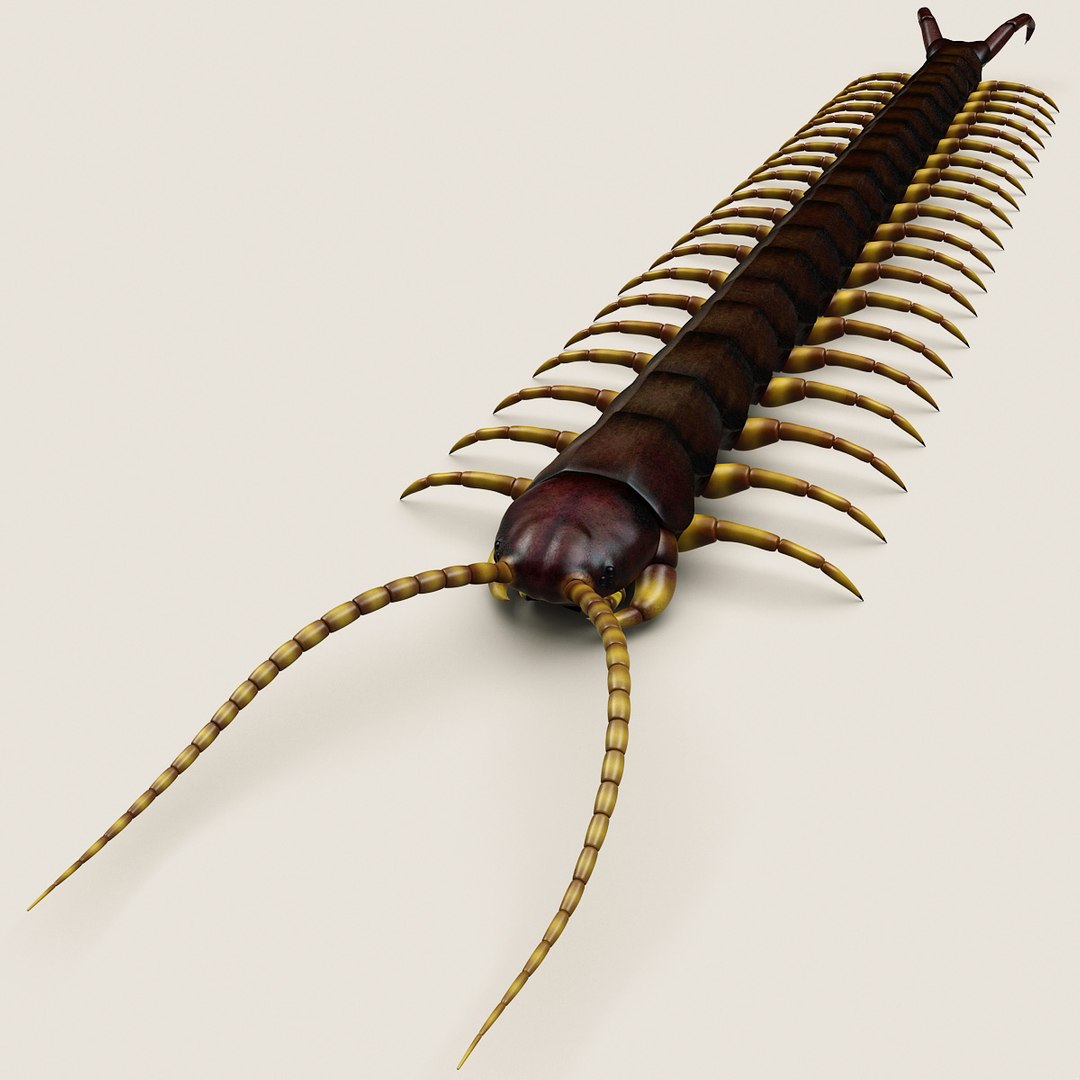 Max Centipede Modelled