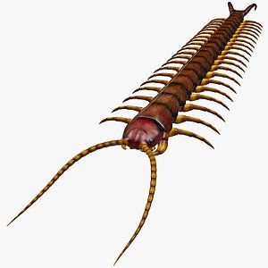 max centipede modelled