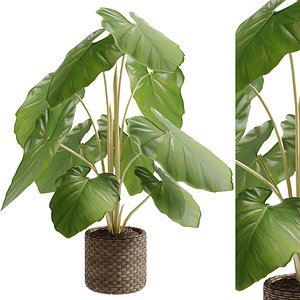 3D Elephant ear  caladium