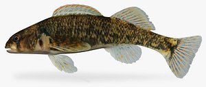 Etheostoma kanawhae  Kanawha Darter