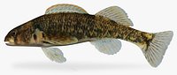 Etheostoma kanawhae  Kanawha Darter