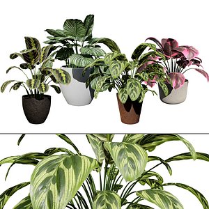 High-Detail Prayer Plant