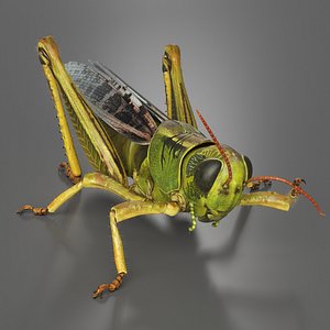 Grasshopper Leg Shake Chirp Groom Fur Animated Rigged For Maya