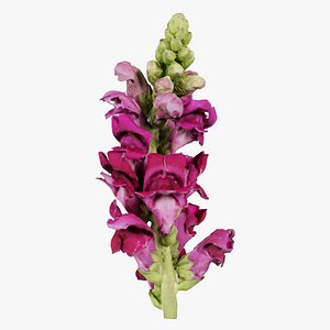 Close up Great Garden Snapdragon Dragon Plant Antirrhinum Majus Remastered 3D model