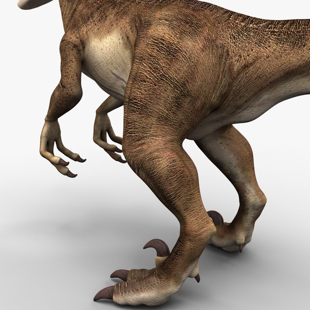 Raptor Dinosaur 3d Model