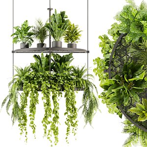 Collection plant vol 446 - hanging - ampelous - palm - pothos - 3dsmax - cinema4d