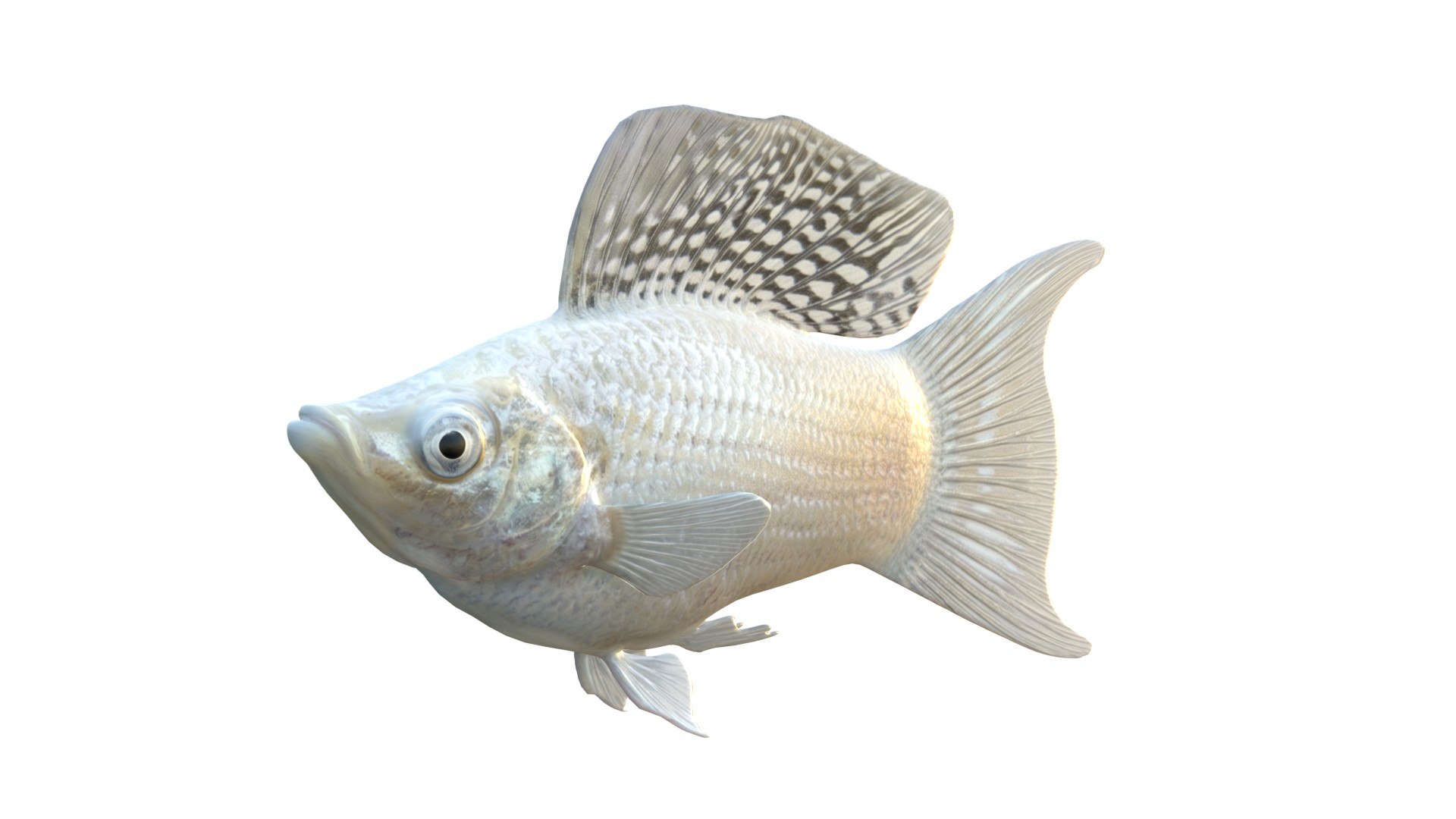 Molly Fish Collection 3D Model - TurboSquid 2552030