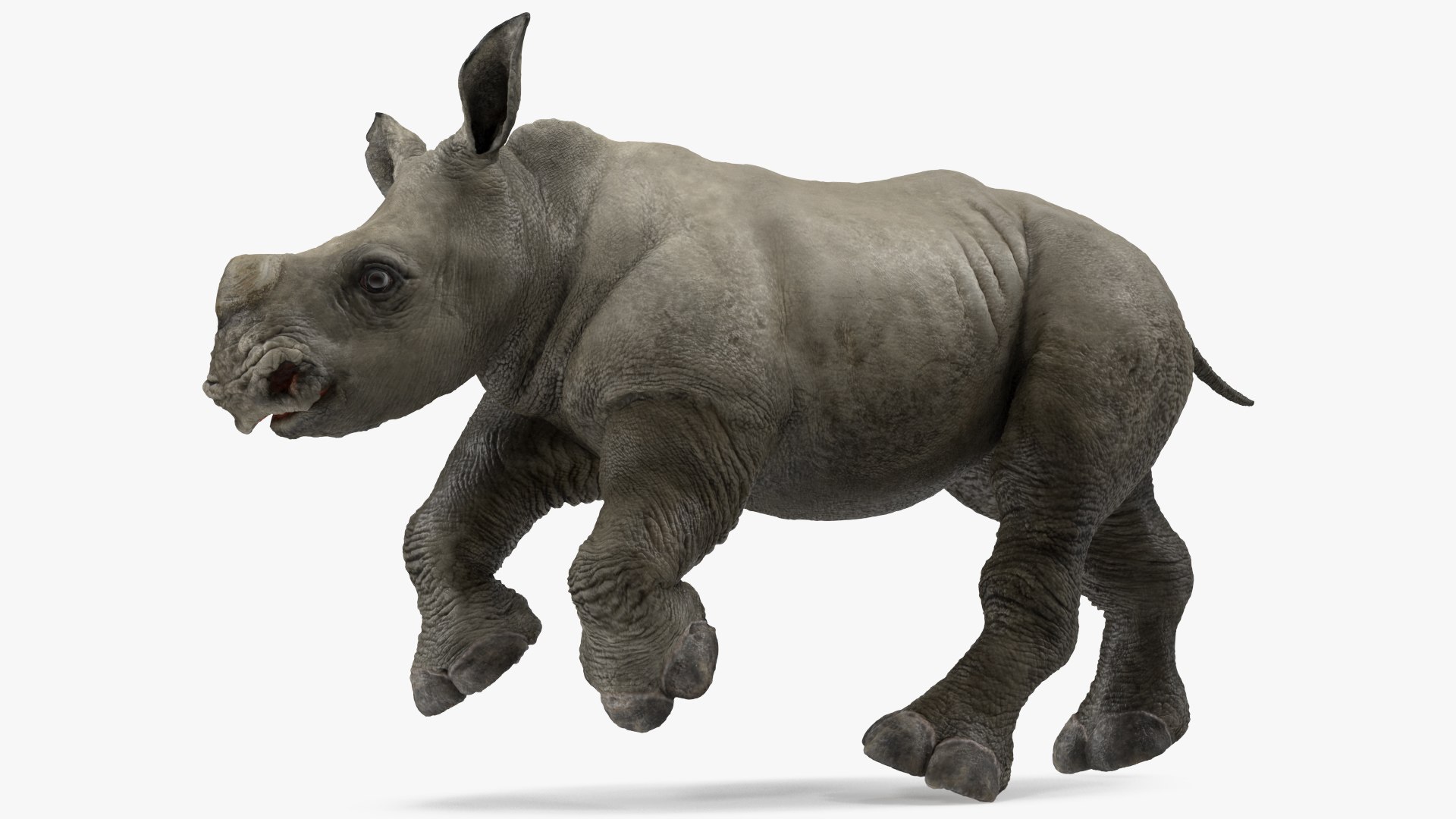 Baby Rhino Running Pose 3D model preview