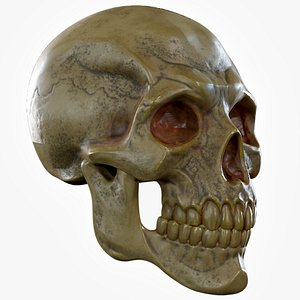 3D Human Skeleton Skull - Yellow- Lowpoly - Game Ready