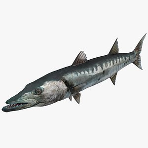 Barracuda Fish