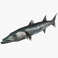 Barracuda Fish