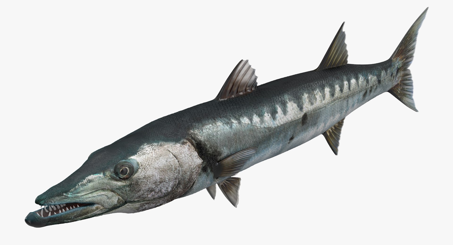 Barracuda Fish 3D model preview