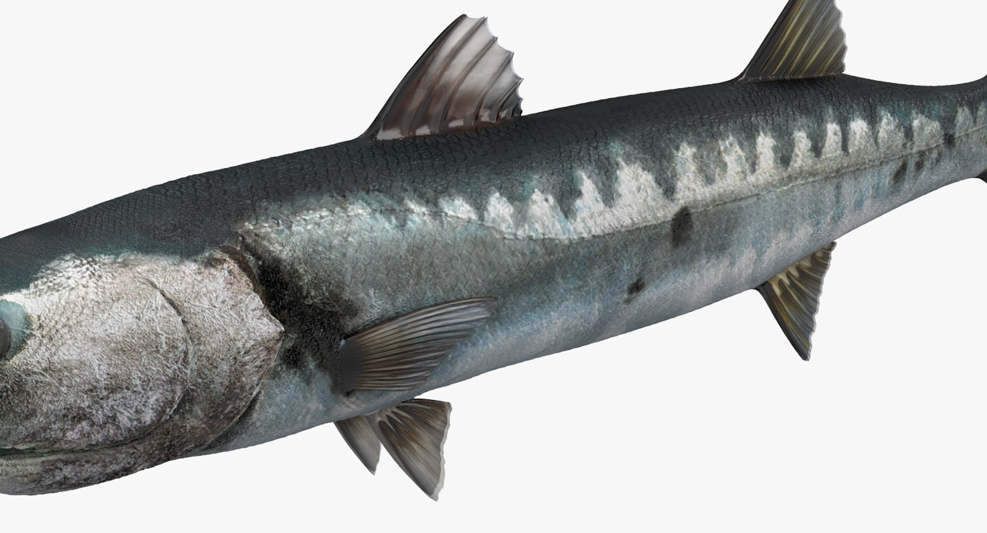 barracuda fish 3d model