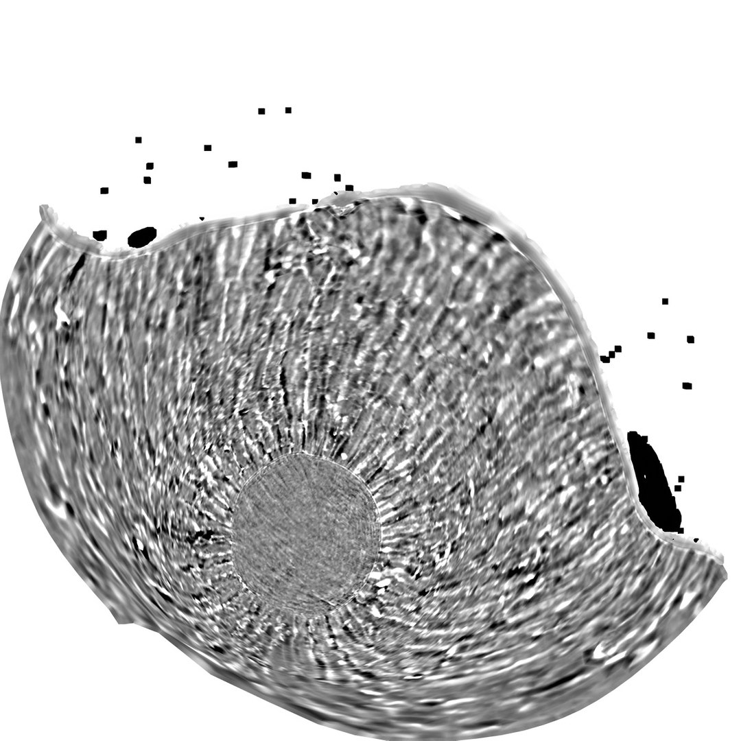 scan tree trunk stump model https://p.turbosquid.com/ts-thumb/1d/jiP49K/1j/treetrunk11_displacement/jpg/1613987587/1920x1080/fit_q87/a94385120ab443f090a13646b7dd9f442629930a/treetrunk11_displacement.jpg