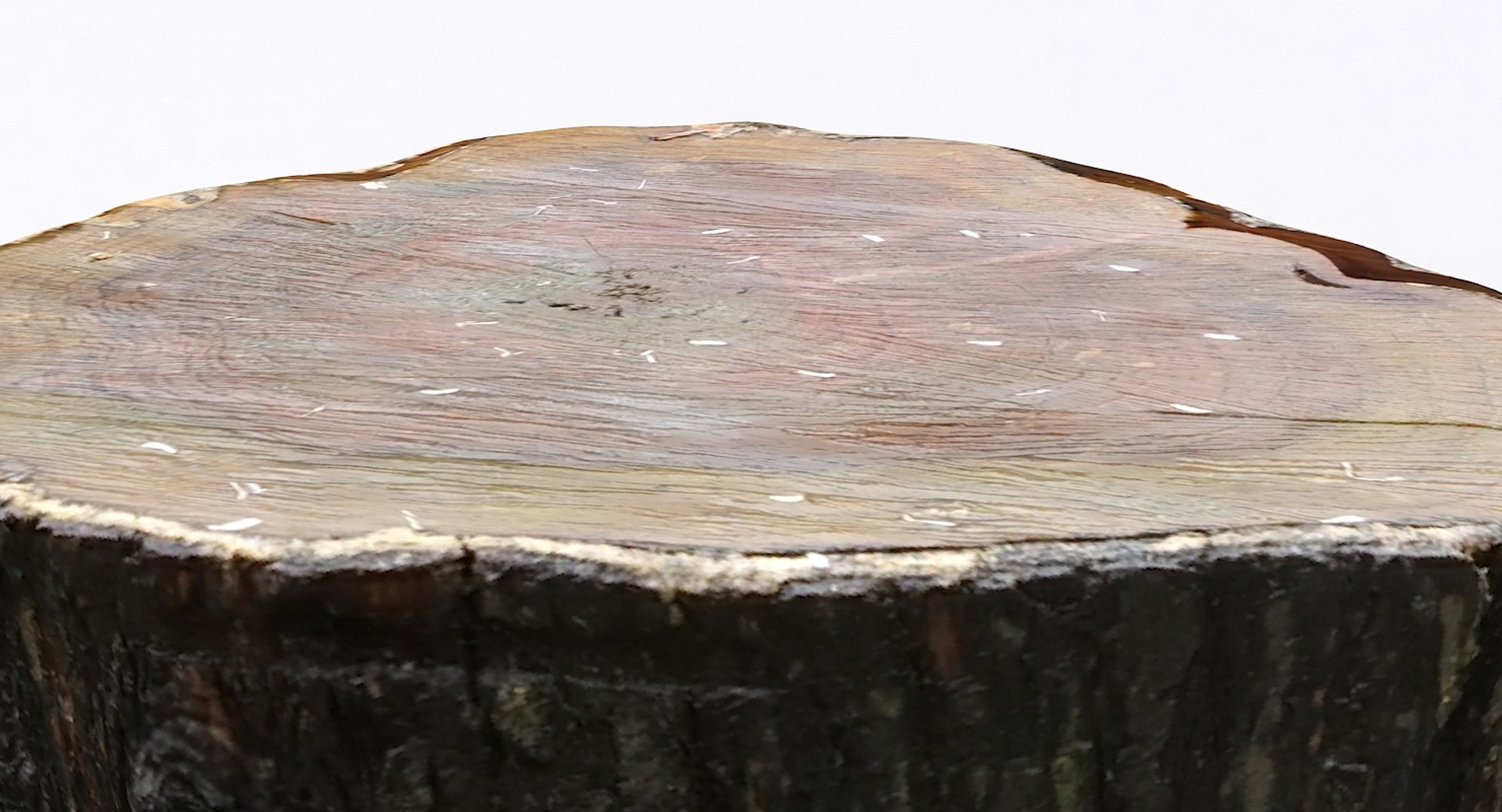 scan tree trunk stump model https://p.turbosquid.com/ts-thumb/1d/jiP49K/OZ/treetrunkseat03_16/jpg/1613987716/1920x1080/fit_q87/8ec39f372723d7e2b1201f55918382a33f69c90b/treetrunkseat03_16.jpg