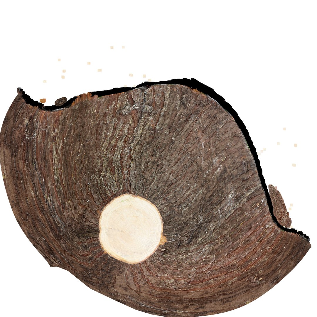 scan tree trunk stump model https://p.turbosquid.com/ts-thumb/1d/jiP49K/hO/treetrunk11_diffuse/jpg/1613987591/1920x1080/fit_q87/ecc68b2bac04273a5e6a568b840f29d4e5c30e0b/treetrunk11_diffuse.jpg