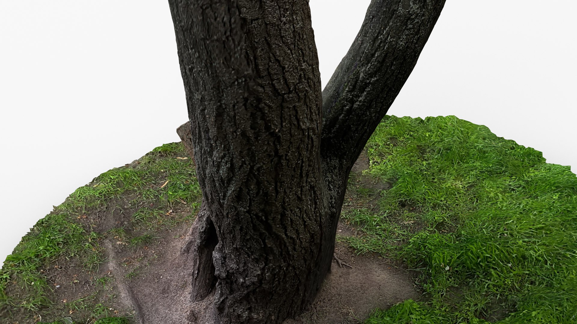 Photorealistic 3D Scan Of Tree Trunk 3D Model - TurboSquid 2398591