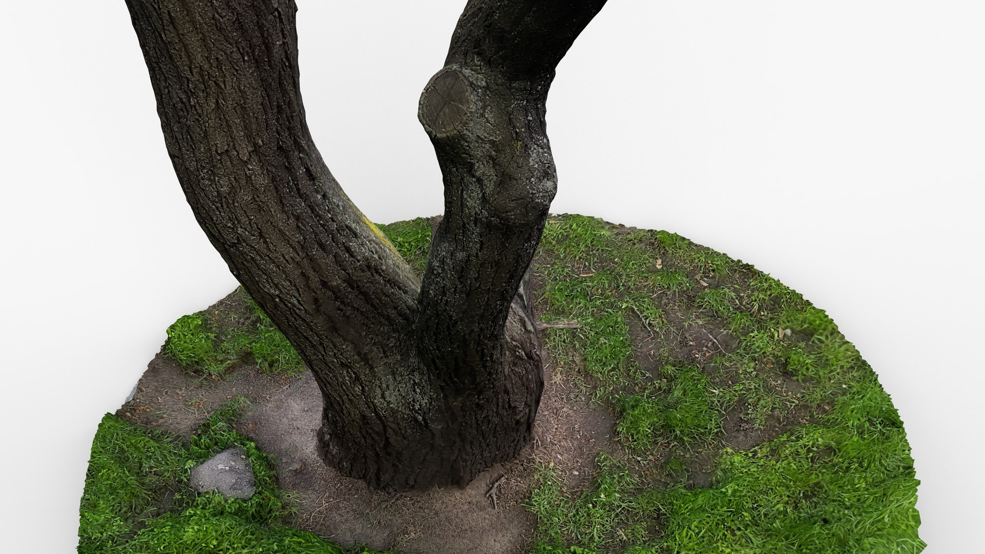Photorealistic 3D Scan Of Tree Trunk 3D Model - TurboSquid 2398591