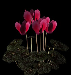 3ds plant flower