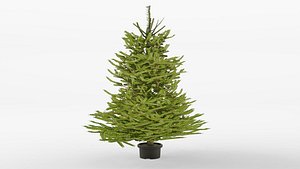 Norway spruce