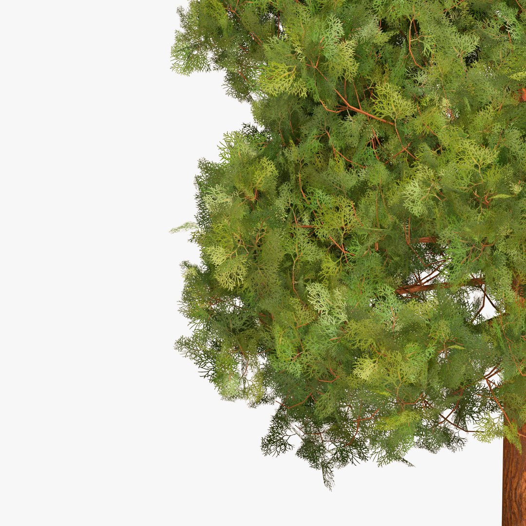 3D Garden thuja https://p.turbosquid.com/ts-thumb/1d/yhq30s/6S/8/jpg/1644609120/1920x1080/fit_q87/9eaf24602ff058c86da8dff502807bbcc7002a50/8.jpg