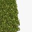 ガーデンthuja