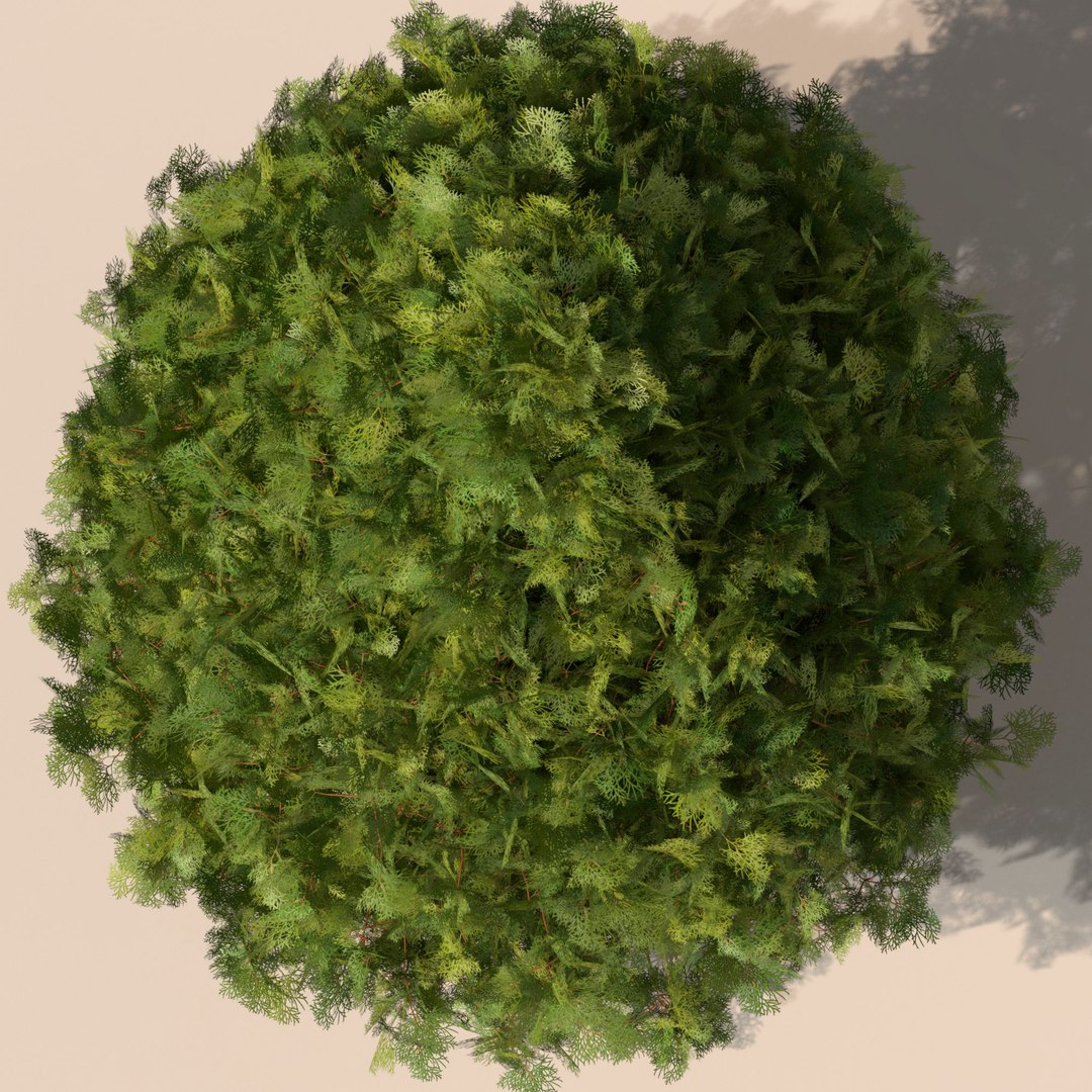 3D Garden thuja https://p.turbosquid.com/ts-thumb/1d/yhq30s/Dt/6/jpg/1644609116/1920x1080/fit_q87/7620ee183fb6ee36de20d853fb8d94fe1b3471af/6.jpg