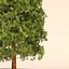 ガーデンthuja
