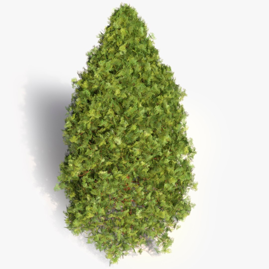 3D Garden thuja https://p.turbosquid.com/ts-thumb/1d/yhq30s/hP/5/jpg/1644609079/1920x1080/fit_q87/c63e17eaab6beae8bd212e7c4b865a1ae11ee35b/5.jpg