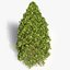 ガーデンthuja