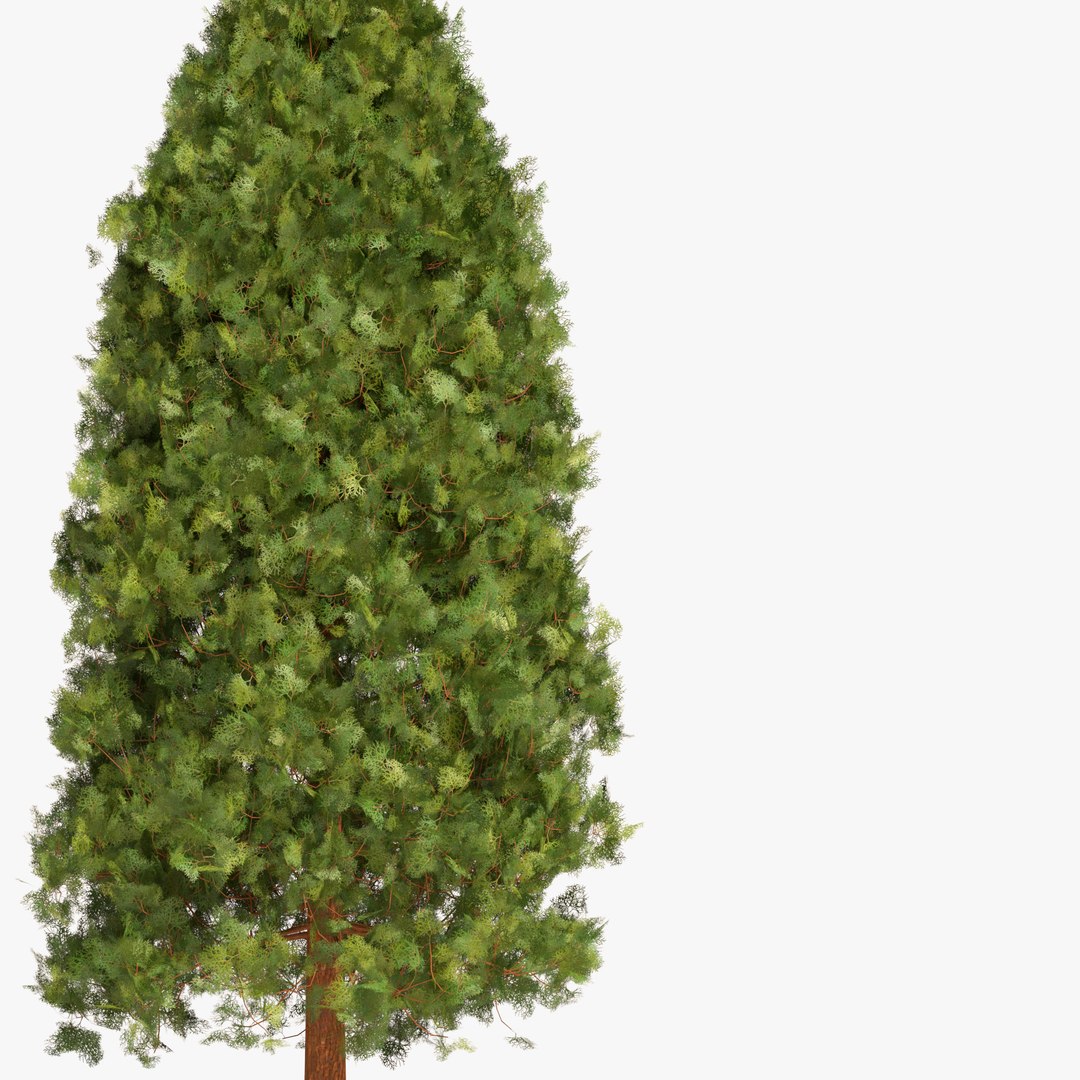 3D Garden thuja https://p.turbosquid.com/ts-thumb/1d/yhq30s/iJ/3/jpg/1644609064/1920x1080/fit_q87/59379fbeaf3d37e4bafeb66956dad576cb57c6b2/3.jpg