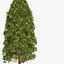 ガーデンthuja