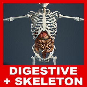 3d anatomy model