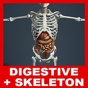 Digestive System and Human Skeleton (No Textures)