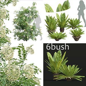 6 Different 3D models in the 2scenes Neottopteris Nidus Bush Decorative Sambucus Nigra Tall 3D