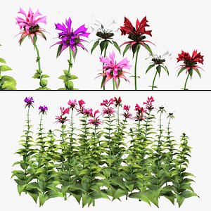 Scarlet Beebalm Flowers 3d model with free tutorial