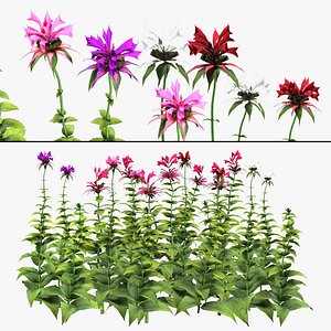 Scarlet Beebalm Flowers 3d model with free tutorial