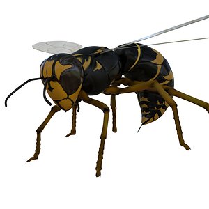 3D wasp rigged