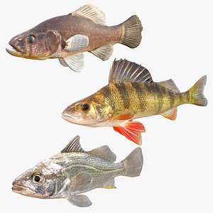 Perch Fish Collection