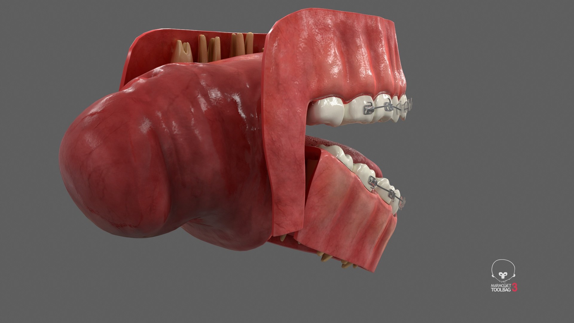Human Mouth With Self Ligating Transparent Dental Braces V02 model https://p.turbosquid.com/ts-thumb/1e/DwIjGZ/N2/screenshot003/jpg/1709546274/1920x1080/fit_q87/f335e6e9e9eac7e67877cfa20ad9bf17ba797dee/screenshot003.jpg