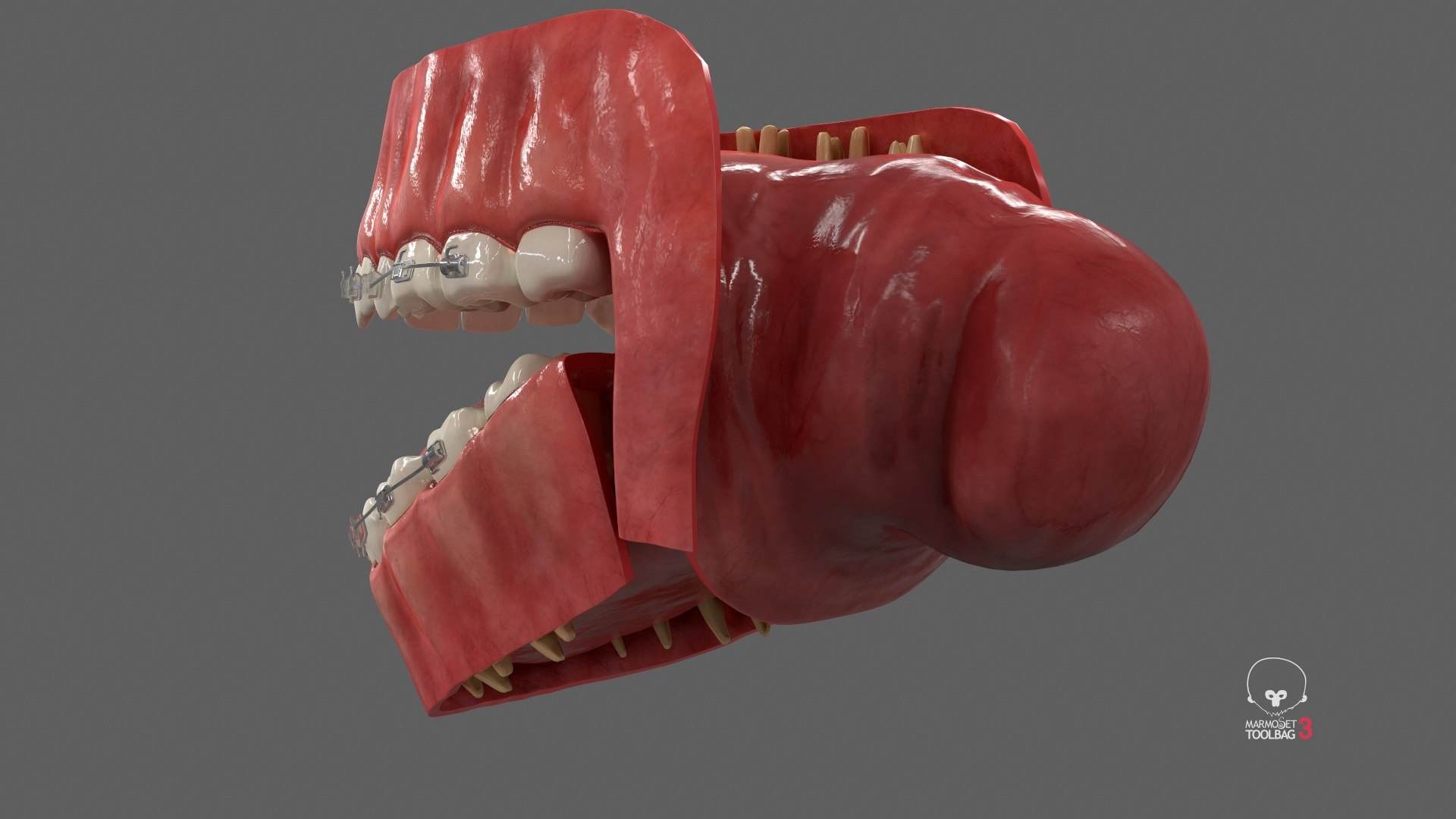 Human Mouth With Self Ligating Transparent Dental Braces V02 model https://p.turbosquid.com/ts-thumb/1e/DwIjGZ/RW/screenshot002/jpg/1709546271/1920x1080/fit_q87/0ef4b1e5ac4bbda0bc7d3b6776282c1a40bdcfcd/screenshot002.jpg
