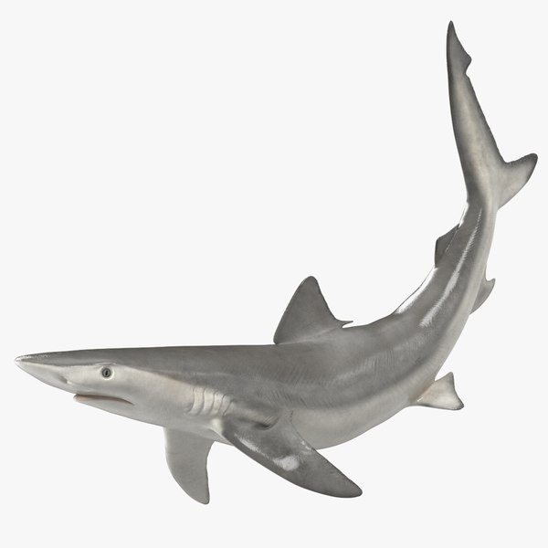 Carcharhinus Porosus Shark Rigged 3D model