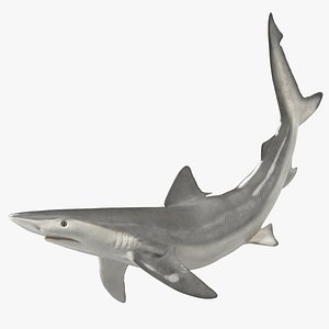 Carcharhinus Porosus Shark Rigged