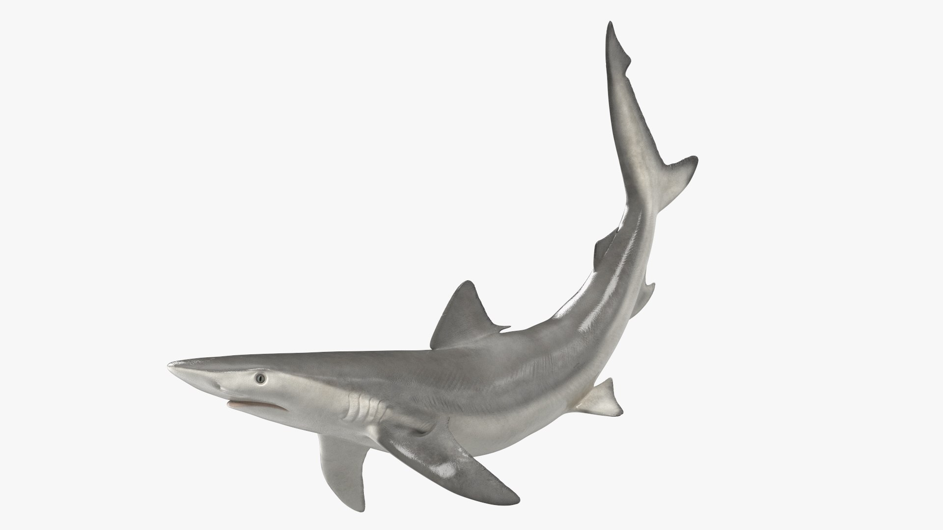 Carcharhinus Porosus Shark Rigged 3D model preview