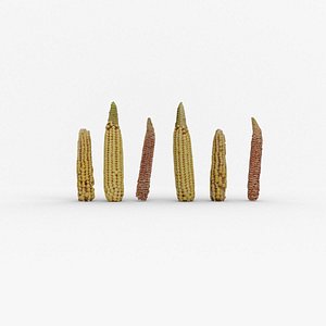 3D Corn cob of 3 Types in different stages model