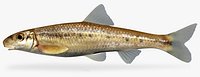 Erimystax harryi Ozark Chub